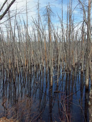 trees in April on the Peanut Rail Trail in southeeast New Hampshire