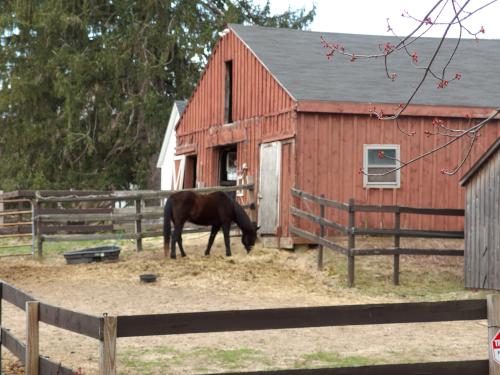 horse in April on the Jay McLaren Rail Trail in northeast Massachusetts