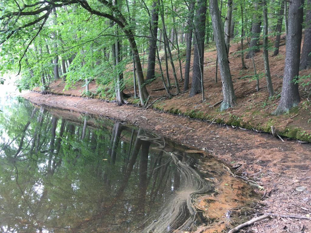 shoreline in July of Millvale Reservoir at Meadow Brook in northeastern Massachusetts