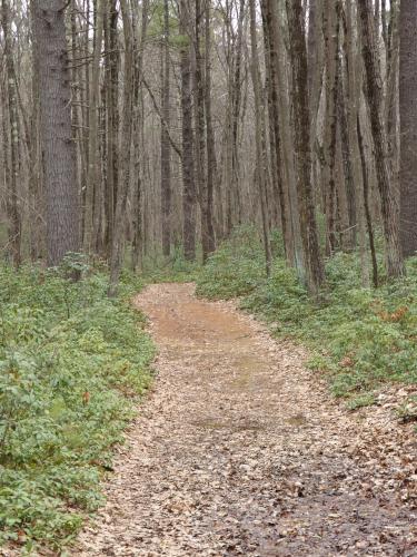 trail at Melendy Pond Land in Brookline, New Hampshire