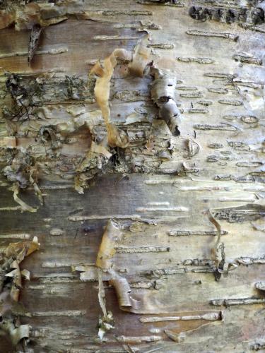 Yellow Birch (Betula alleghaniensis) at Melville Hill in southwest New Hampshire