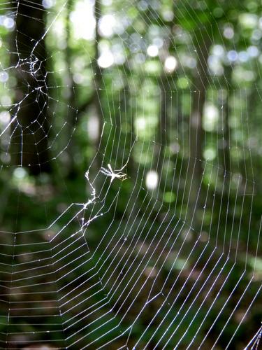 spider web in the woods on the ascent to Melvin Hill in New Hampshire