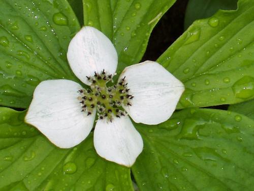 Bunchberry flowers