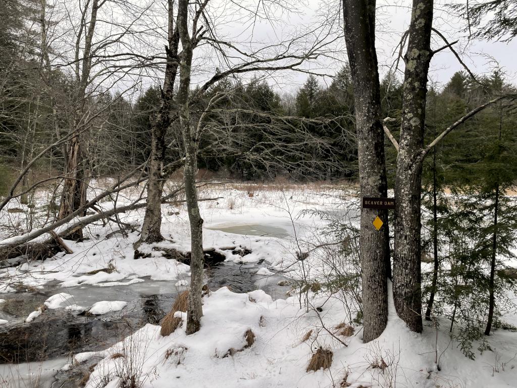 beaver dam in January at Meredith Community Forest in New Hampshire