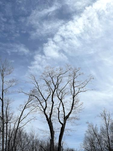 incoming clouds in March at Michaela's Way Loop in southern New Hampshire