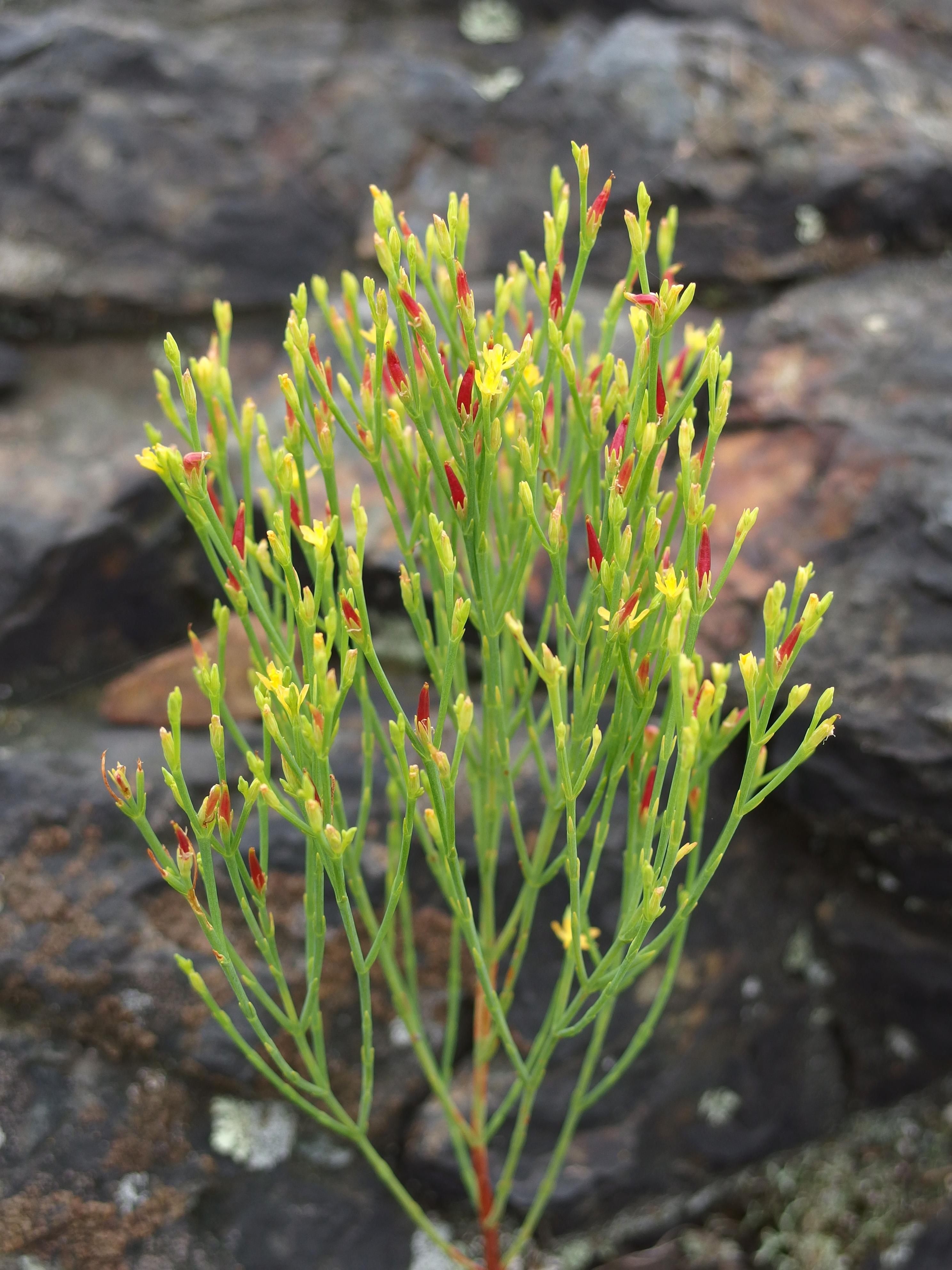 Pineweed (Hypericum gentianoides) growing in August on the Skyline Trail 
at Middlesex Fells Reservation in eastern Massachusetts