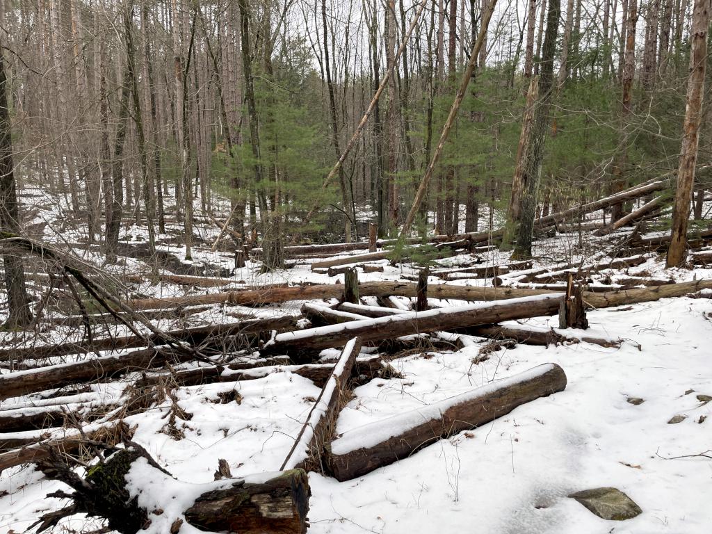 unclear trail section in April at Middleton Pond in northeast MA