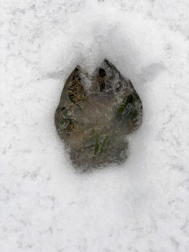 paw print in April at Middleton Pond in northeast MA