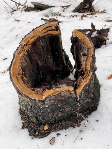 tree stump in April at Middleton Pond in northeast MA