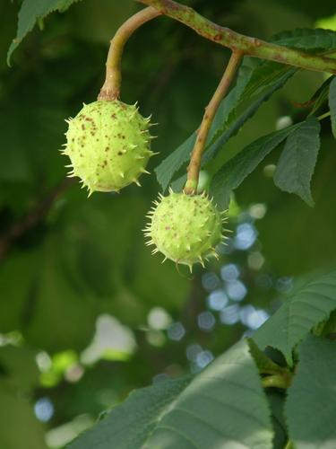 Horsechestnut (Aesculus hippocastanum)