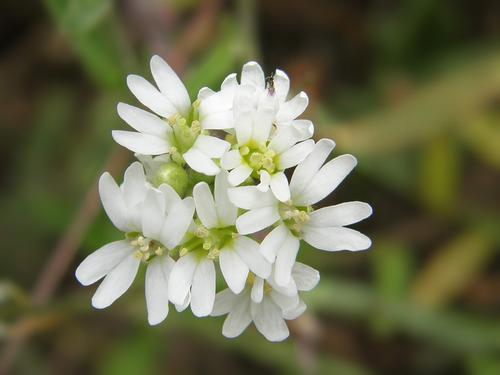 Hoary Alyssum flower