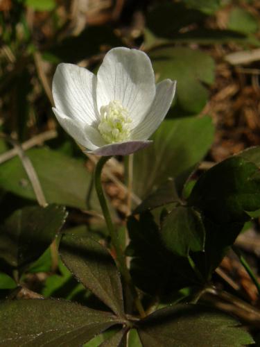 Wood Anemone (Anemone quinquefolia)