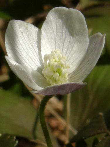 Wood Anemone (Anemone quinquefolia)