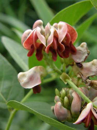 Ground Nut (Apios americana)