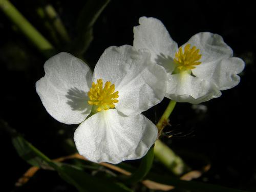 Common Arrowhead (Sagittaria latifolia) in September at Mine Falls Park in Nashua, New Hampshire