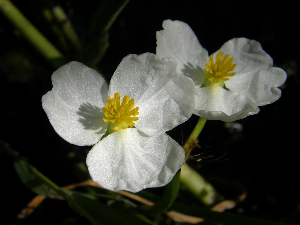 Common Arrowhead (Sagittaria latifolia) in September at Mine Falls Park in Nashua, New Hampshire