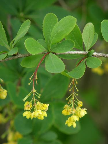 Common Barberry (Berberis vulgaris)