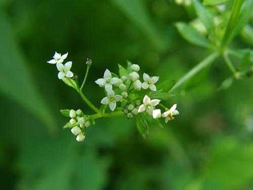 Rough Bedstraw (Galium asprellum)