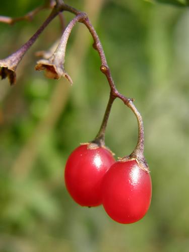 Bittersweet Nightshade berries