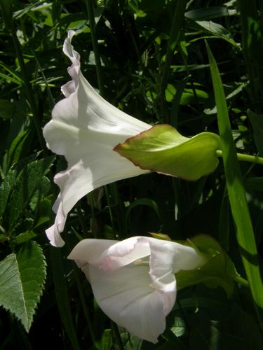 Hedge Bindweed (Convolvulus sepium)