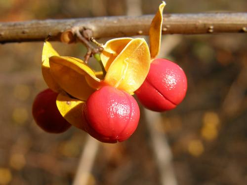 Oriental Bittersweet seeds