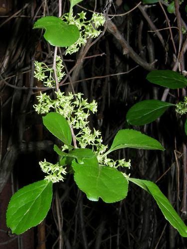 Oriental Bittersweet (Celastrus orbiculata)