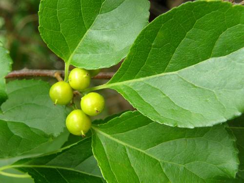 Oriental Bittersweet berries