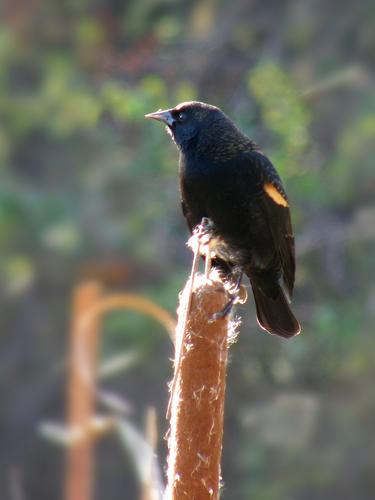 Red-winged Blackbird