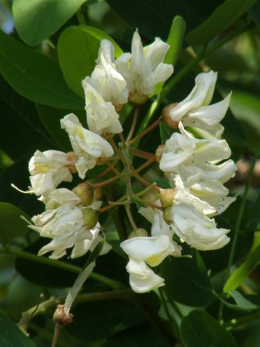 Black Locust flowers (Robinia pseudoacacia)