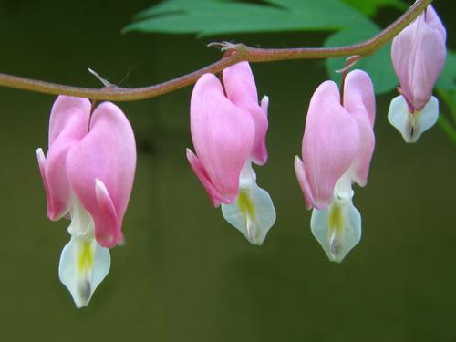 Bleeding Heart (Dicentra spectabilis) flowers