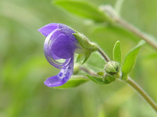 Blue Curls flower