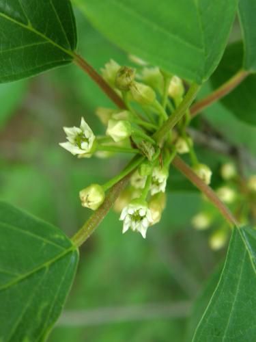 European Buckthorn (Rhamnus frangula)