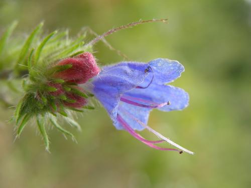 Viper's Bugloss flower