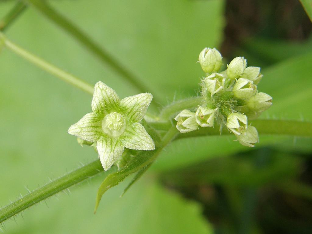 Bur-cucumber (Sicyos angulatus) in August at Mine Falls Park in Nashua, New Hampshire