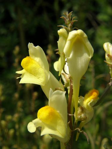 Butter and Eggs flower