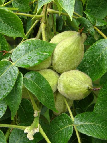 Butternut (Juglans cinerea) in July near Mine Falls Park at Nashua, New Hampshire