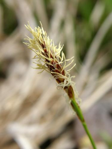 Pennsylvania Sedge (Carex pensylvanica)