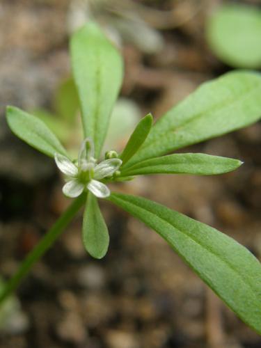 Carpetweed (Mullugo verticillata)