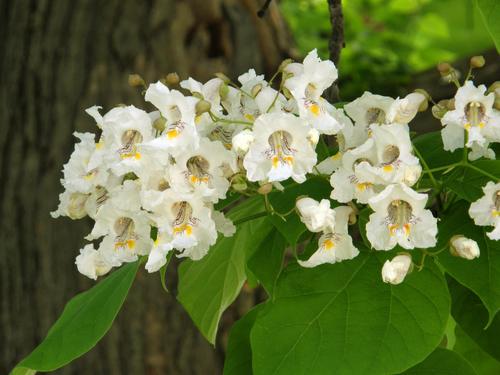 Common Catalpa (Catalpa bignonioides)