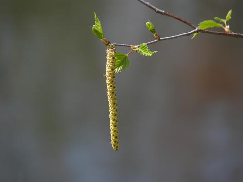 Gray Birch in flower (Betula populifolia)