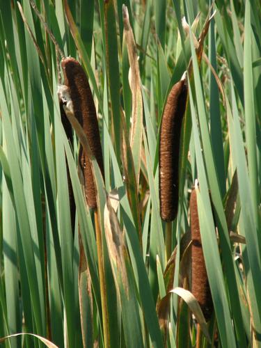 Common Cat-tail