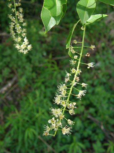 Choke Cherry (Prunus virginiana)