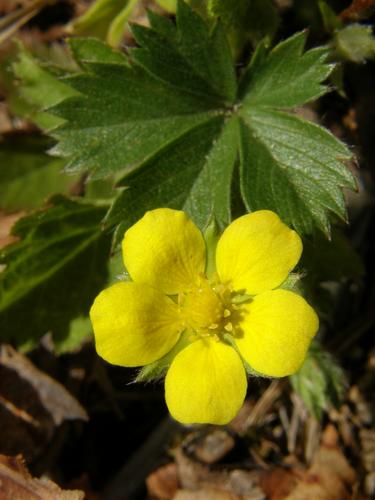 Common Cinquefoil (Potentilla simplex)