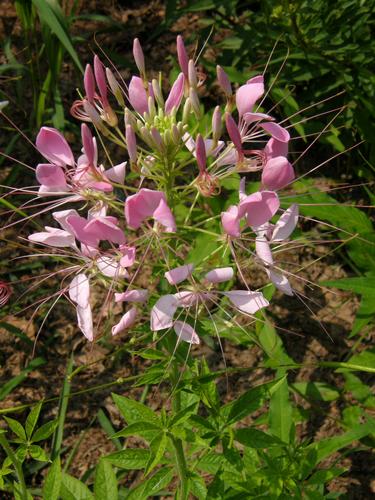 Spider Flower (Cleome spinosa)