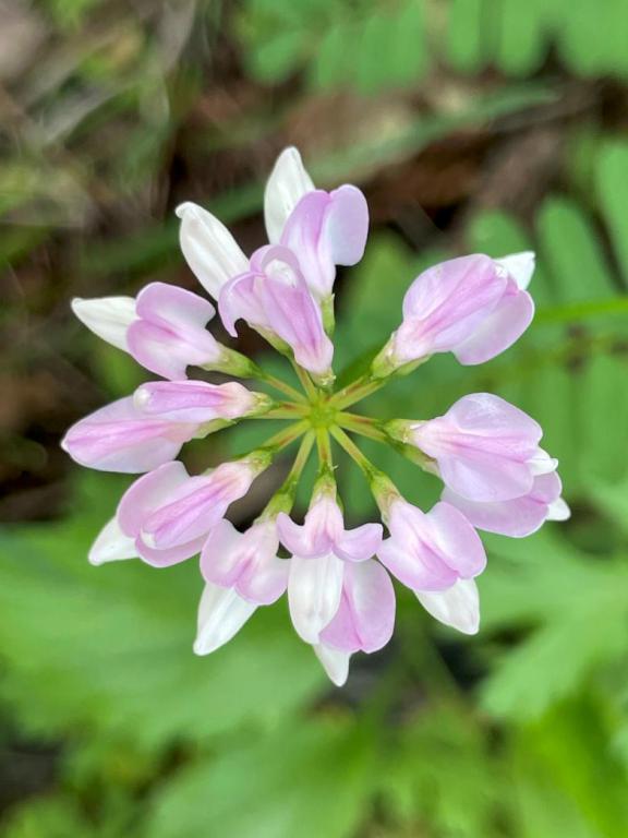 flower in June at Mine Falls Park in New Hampshire