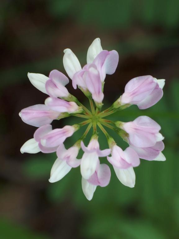 flower in June at Mine Falls Park in New Hampshire