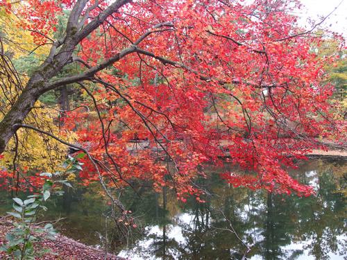 colorful foliage at Mine Falls Park in New Hampshire