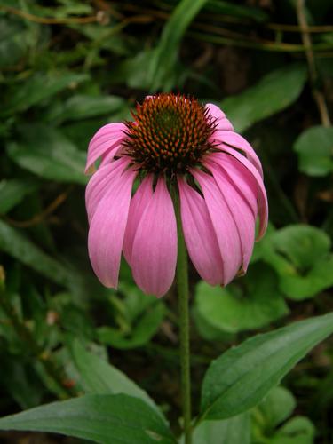 Purple Coneflower (Echinacea purpurea)