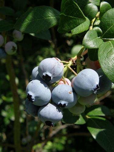 Highbush Blueberry (Vaccinium corymbosum)