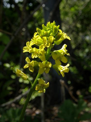 Common Wintercress (Barbarea vulgaris)